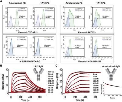 Novel mesothelin antibodies enable crystallography of the intact mesothelin ectodomain and engineering of potent, T cell-engaging bispecific therapeutics